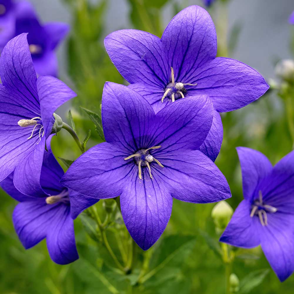 ee9375883be2141d2c77ff50c081506f