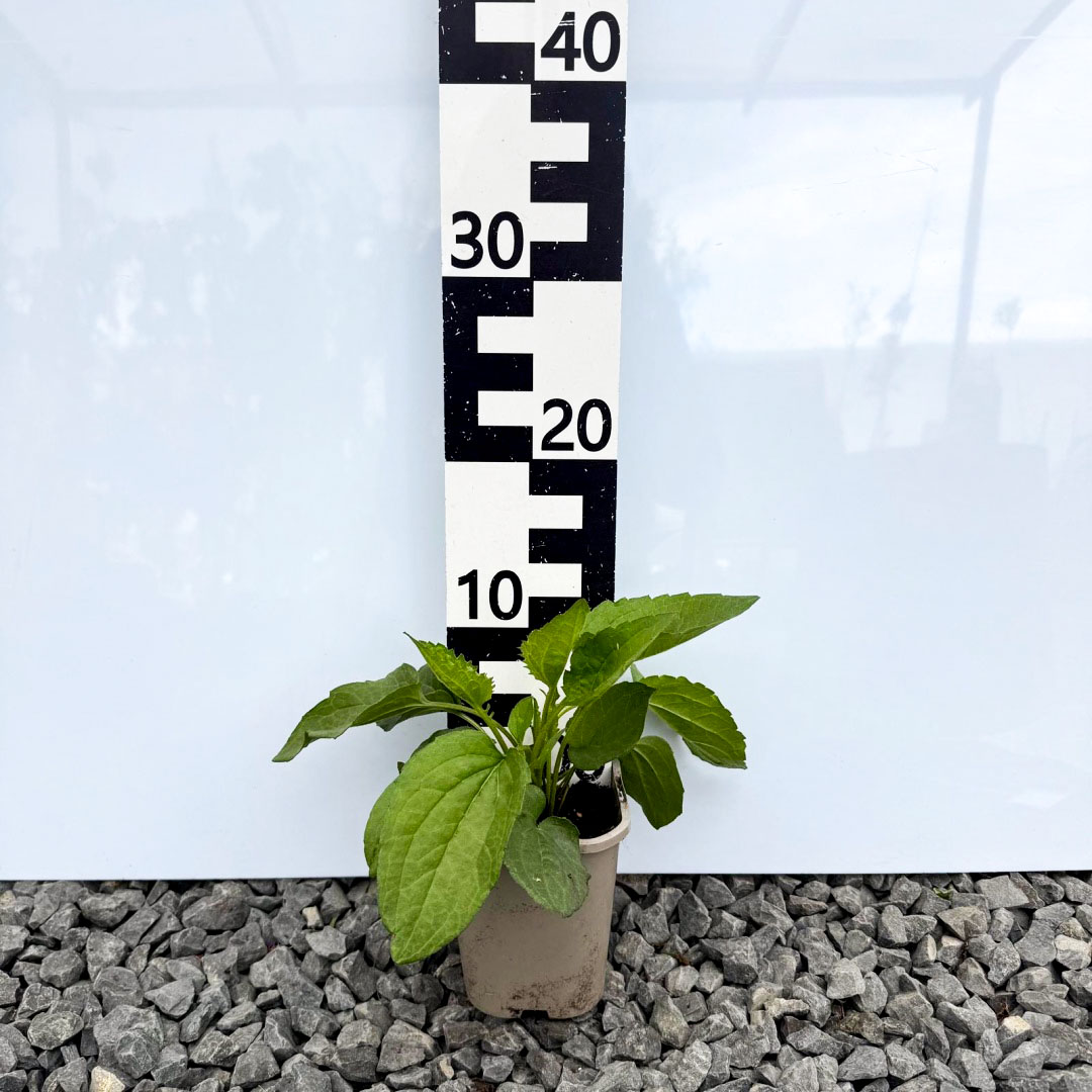 65968ee6e1647078b9103a2ed322b188