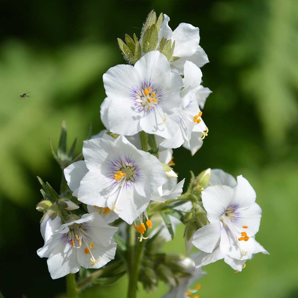 9f9506c93042906ecda98512b4285c00