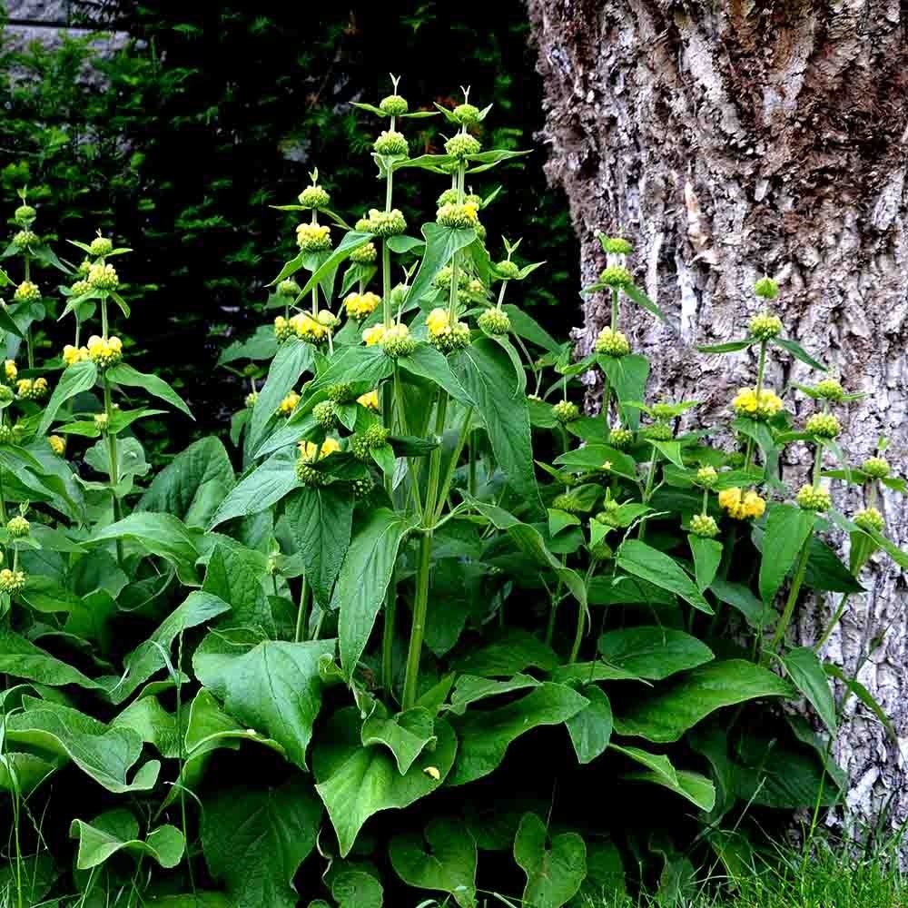 4169b71baa39c9be52a2e36e3674de5a