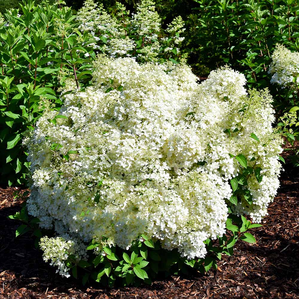 467b115292369235cf973f1f175848c0