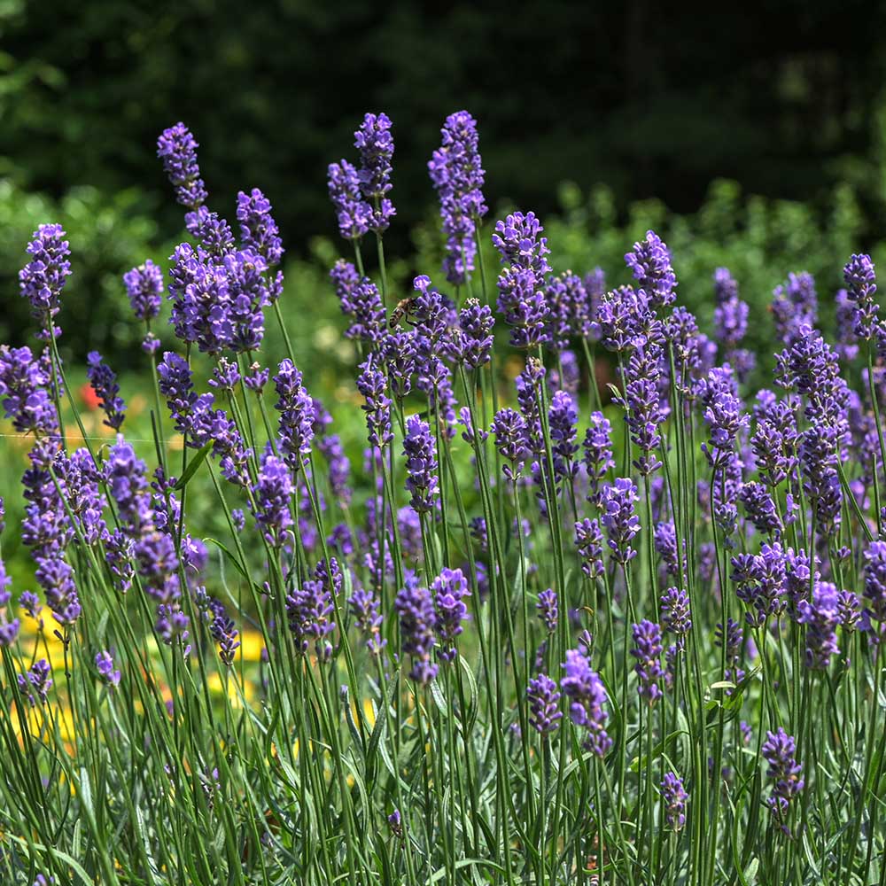 f507205686ce91687126932c595b4f78