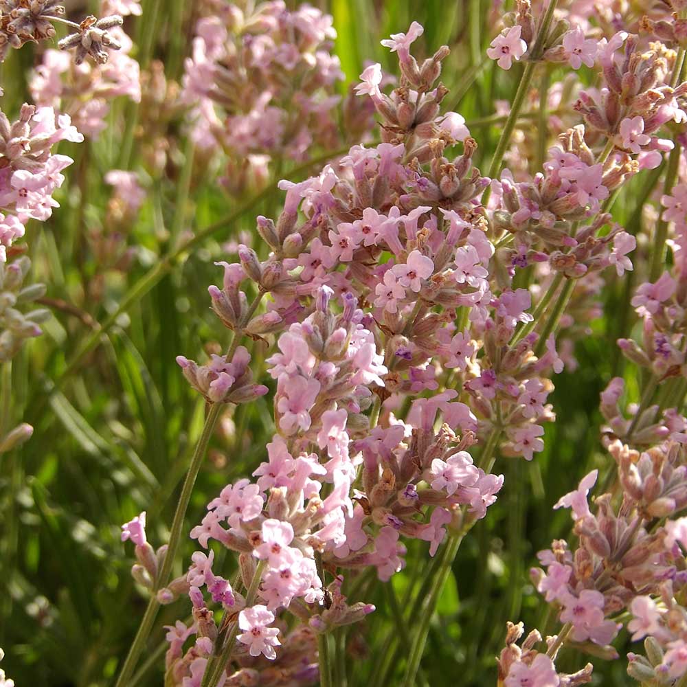 644e1bc0737893244c468df72507f1e3