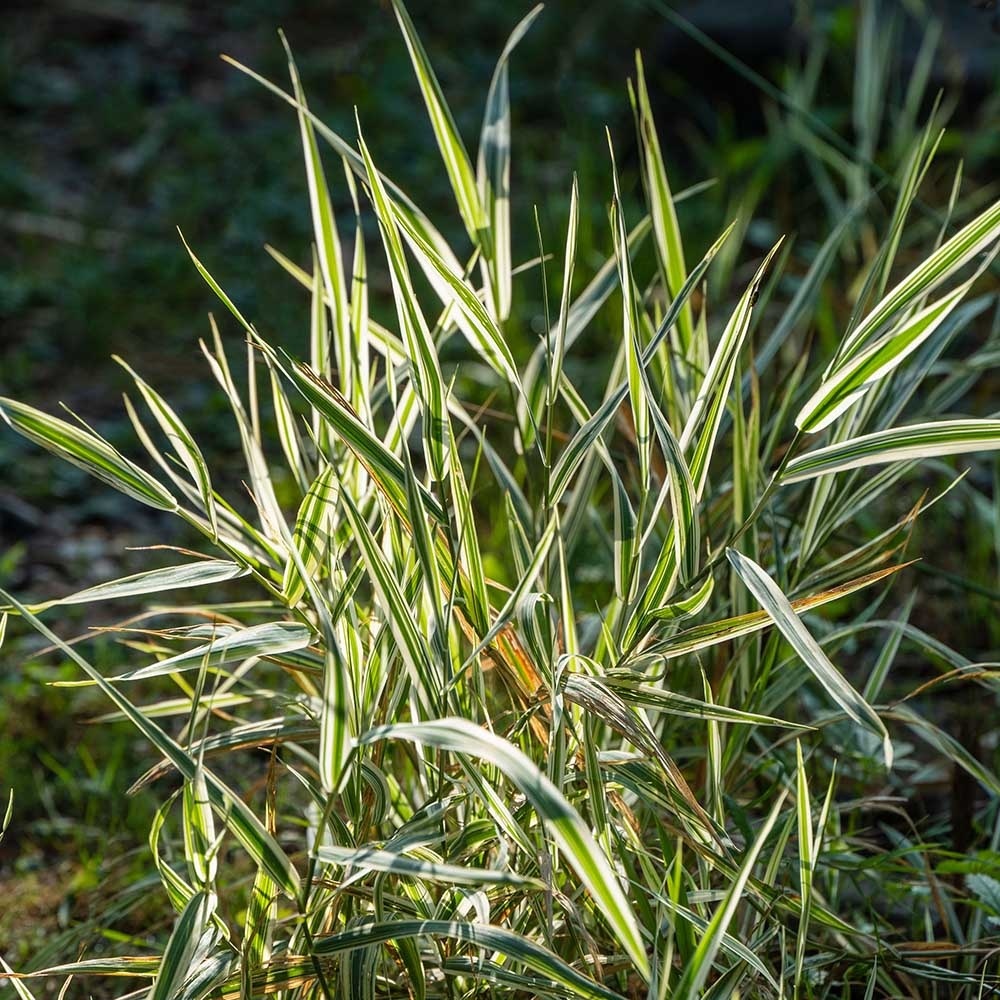 11ba3827ca1686f31d92b11a0c14bbb3