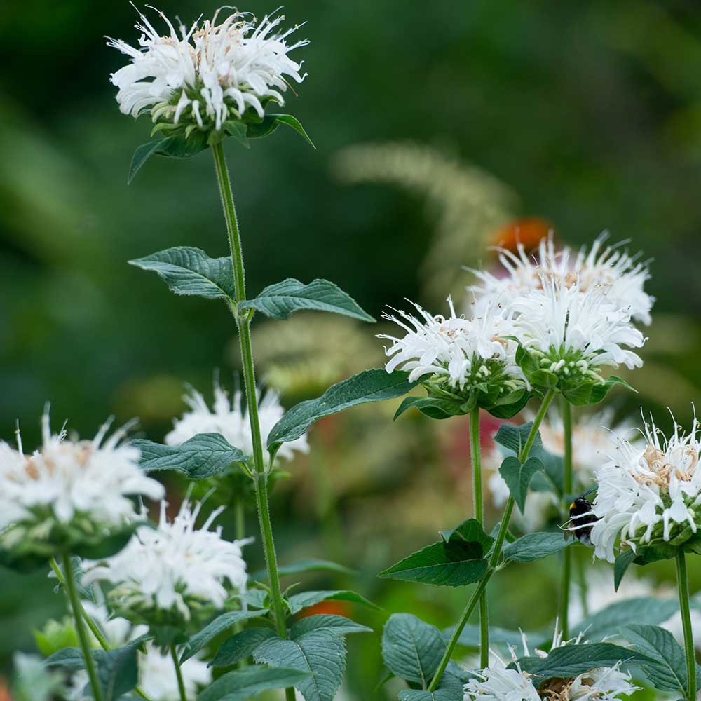 4d0f1cffbc0180c8cabfdc1330b519ae