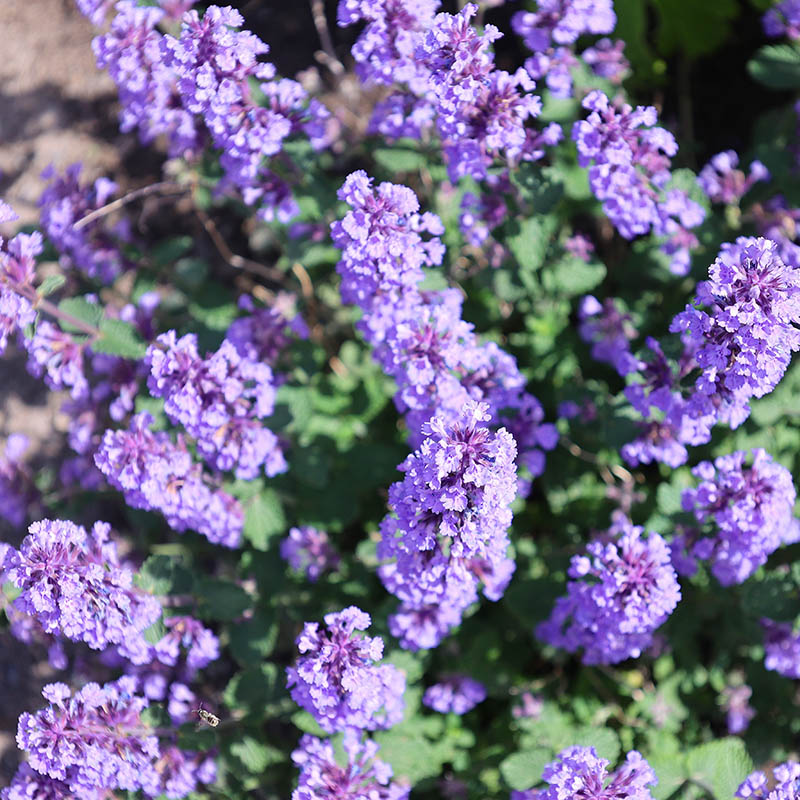 f9ab7a309a1a076d9e79d21eeb897618