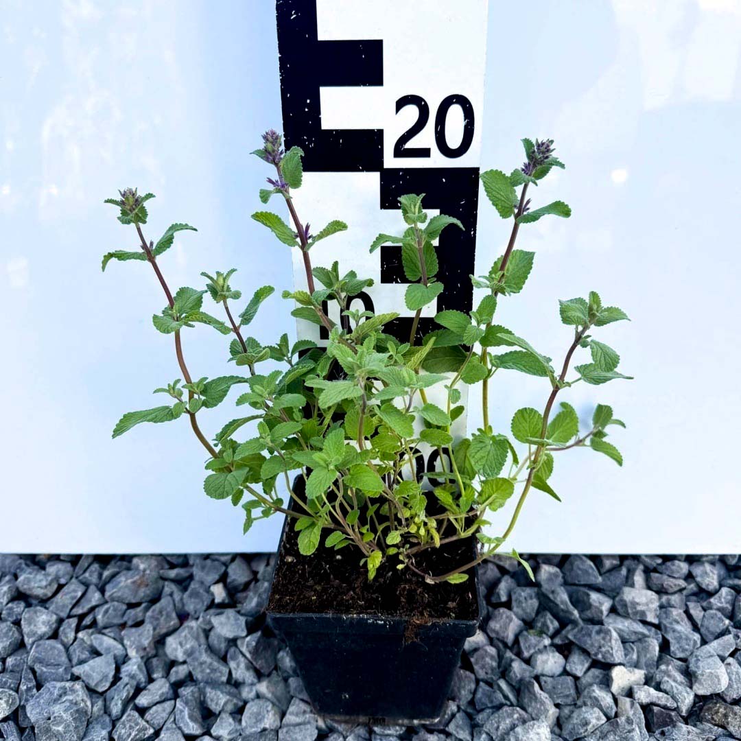 8f2f220f857d2cfe8eecdfb30ffe17e8