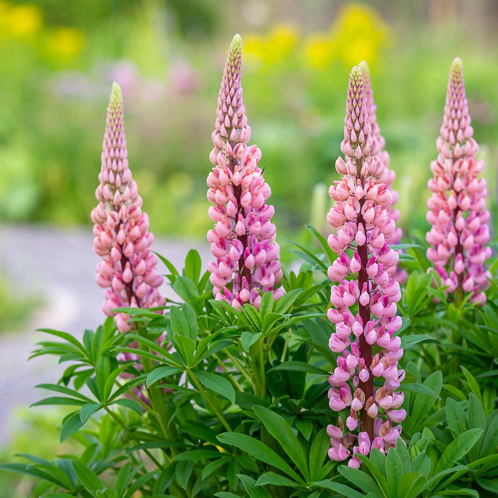 0bfe1cf57ce6295b08b0b15874f4f161