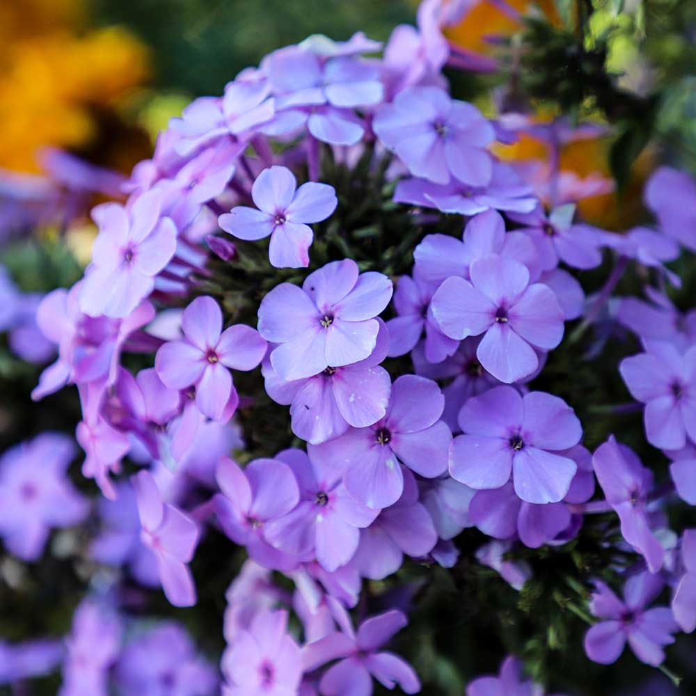 3406a1b854e20dfc9dc0aca667daaaff