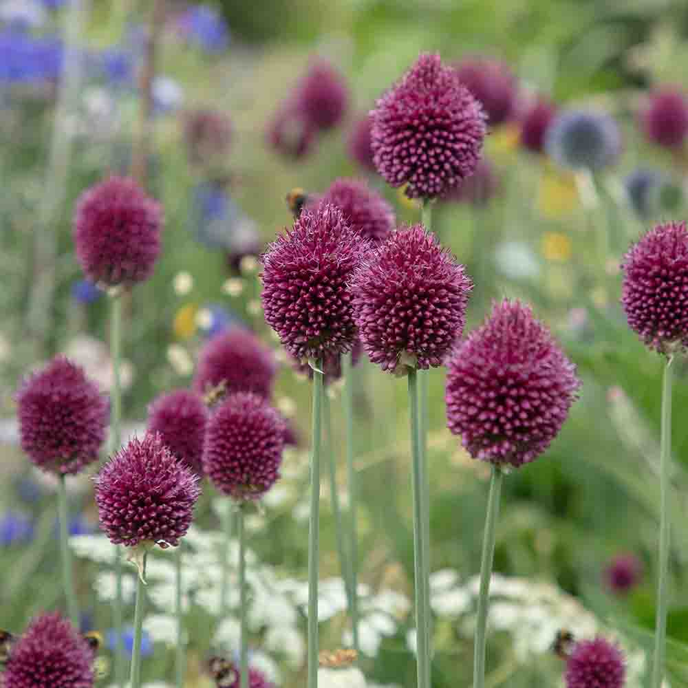 8168c61faf50c4fad94a5c602c35e802