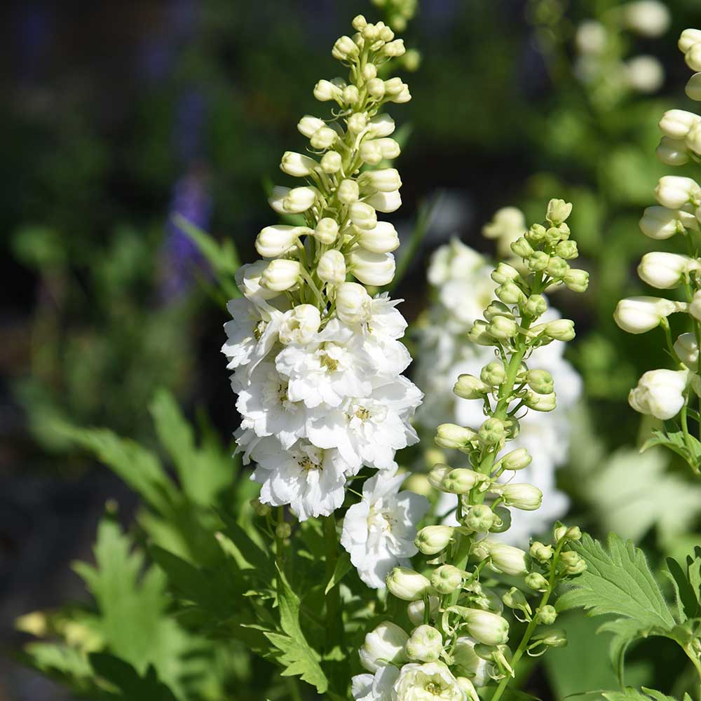 ec64ed5aaa7e3648ce08caec52731bba