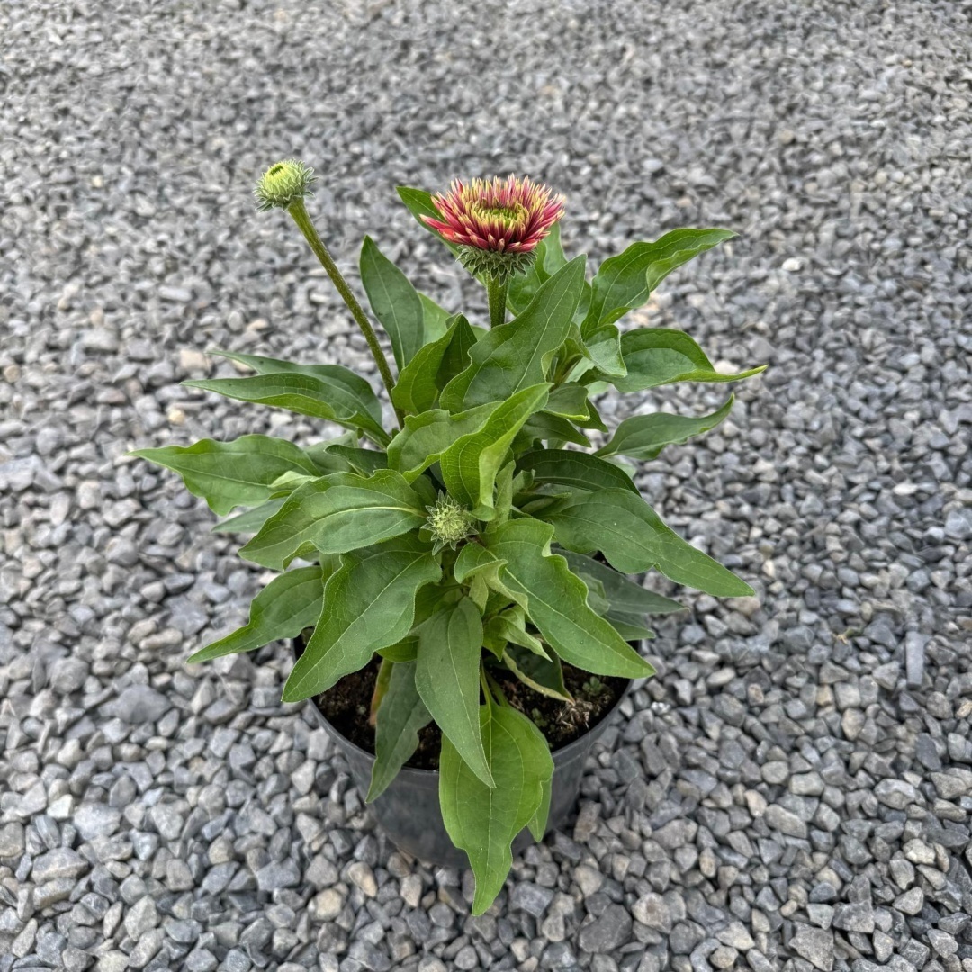 d34bf7e7bee2952f08fda3a29c4ad22e