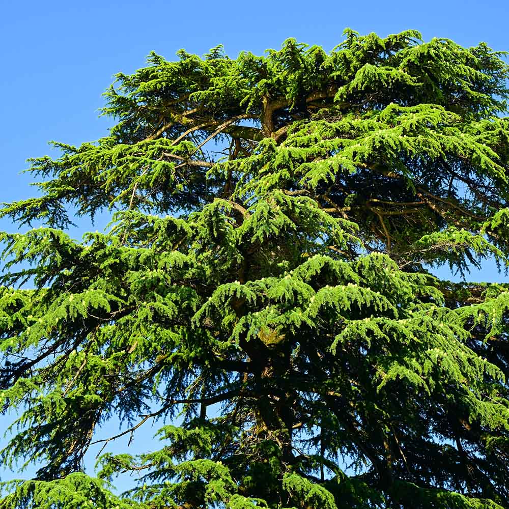 555b3e40283178007b9cb29e246e627d