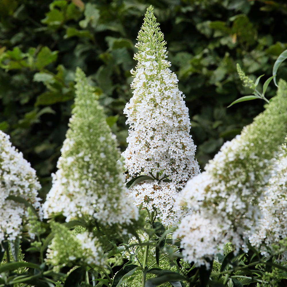 f5bf5f8ef125dd17d222d85175ec1618