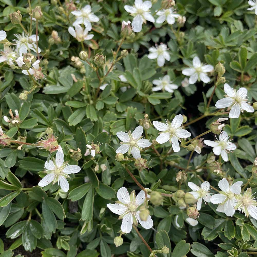 a33dfa84a9aea1025c10c1f08136cb60