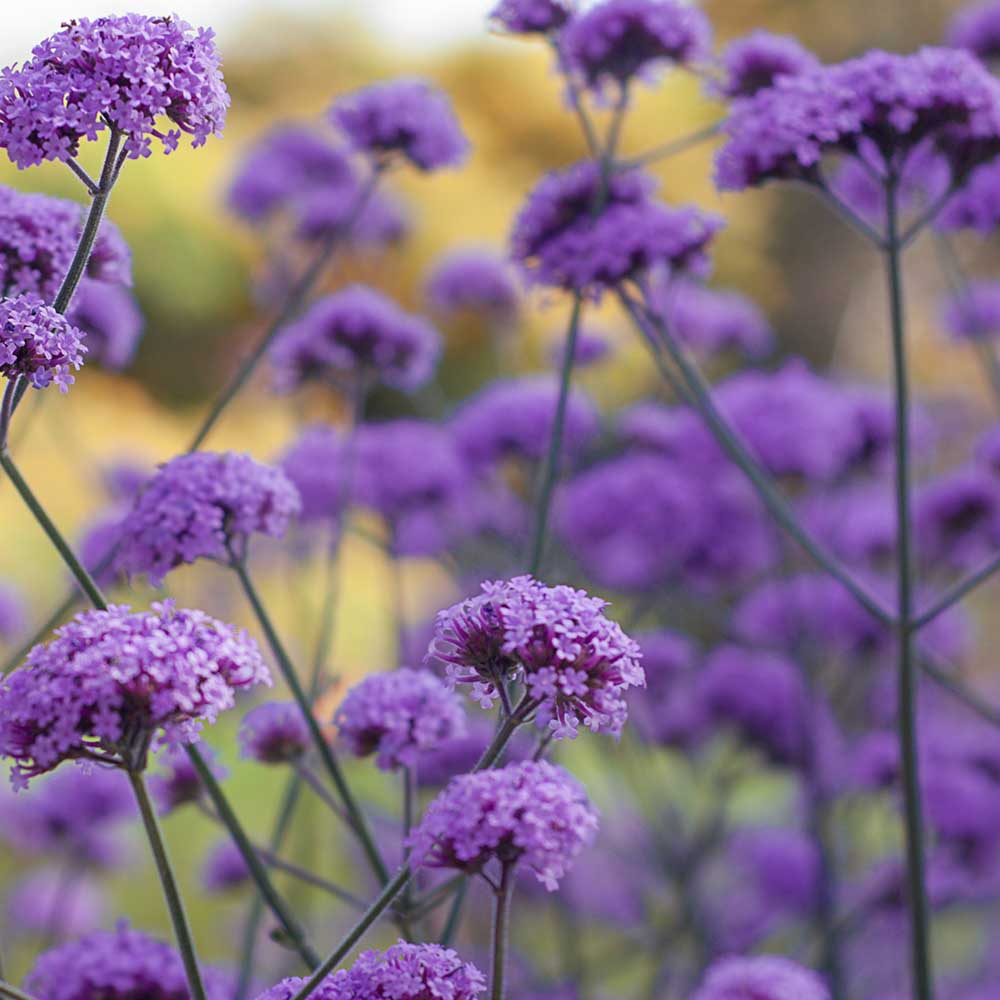 706909b3f54f1cabcd08a6bd41264cd9