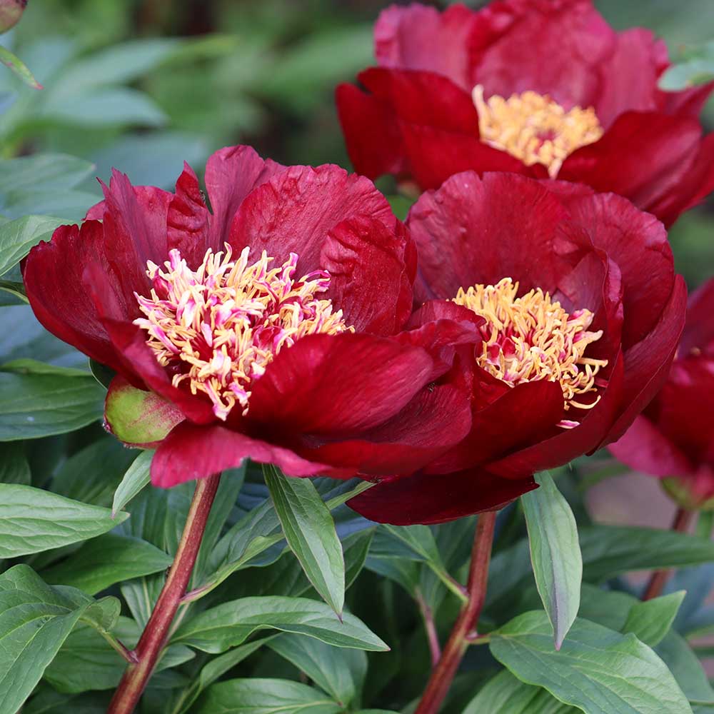 f2e0a54c97f6c78ea14888934fe207e0