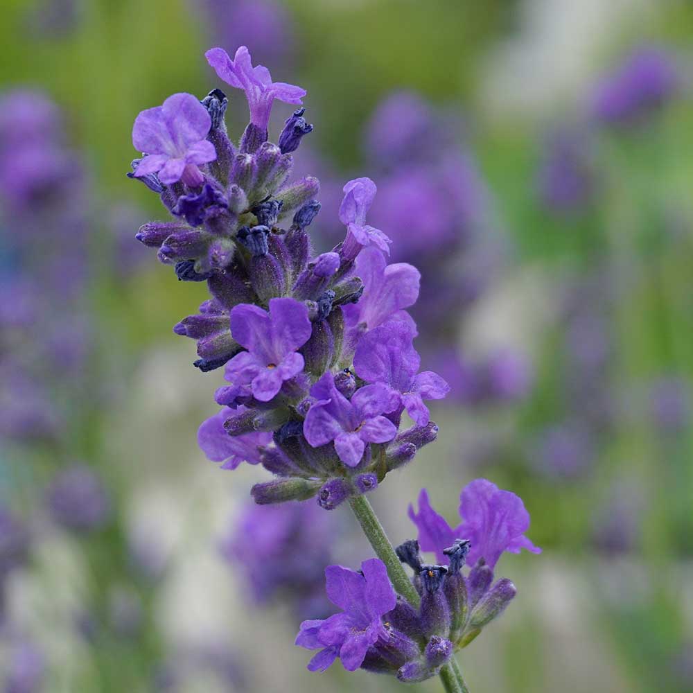 487c993fe822acafb2e5d55c3311f00c