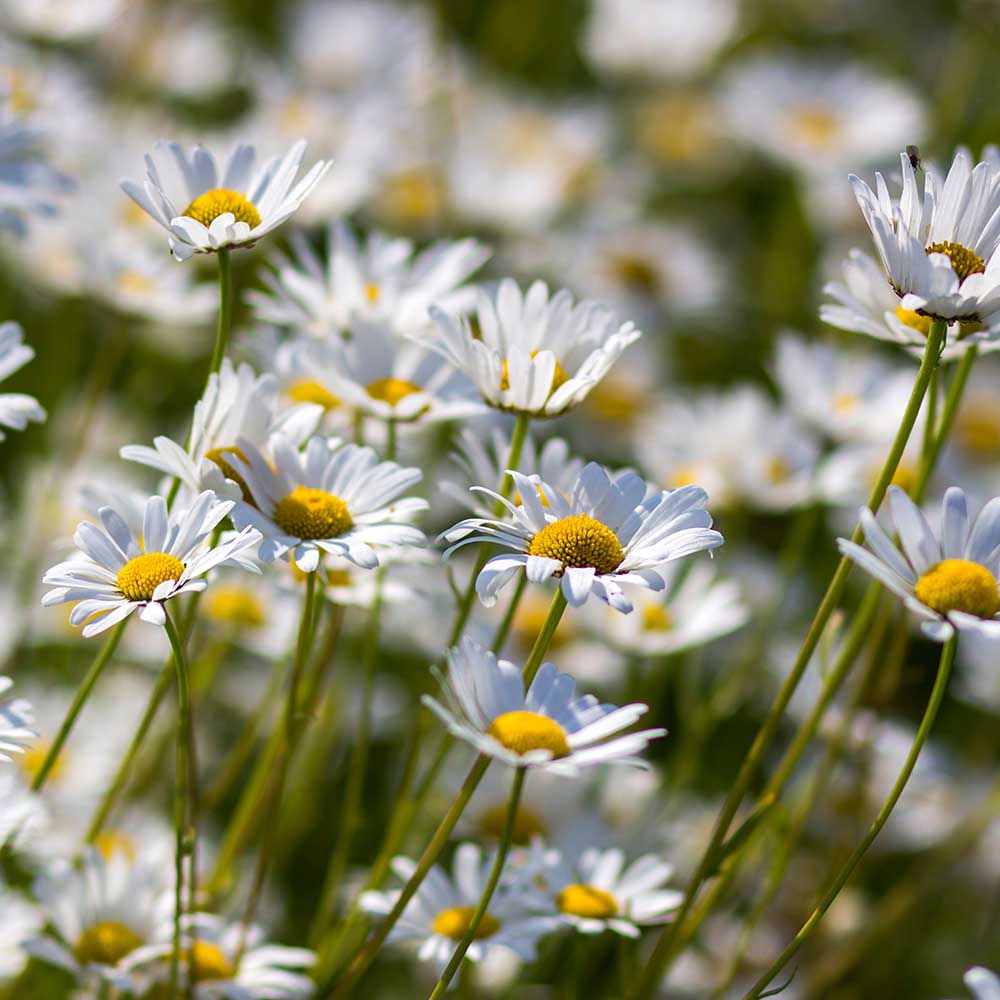 5ff2b67d6eed6d12341423c7d09ab981