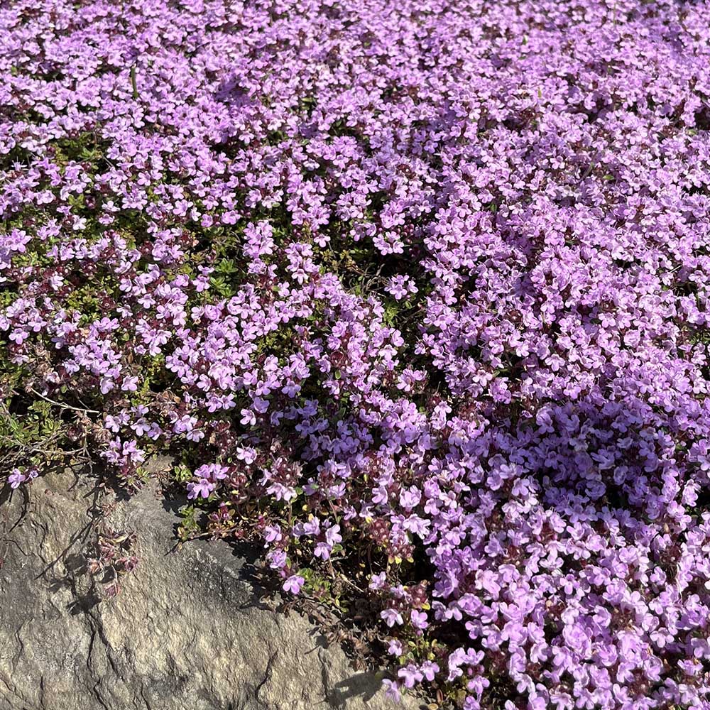 6c5be40354b239ae28a9b8fb95463b42