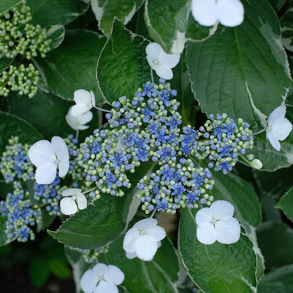 260c9e1a99ed45a243a263b713facd91