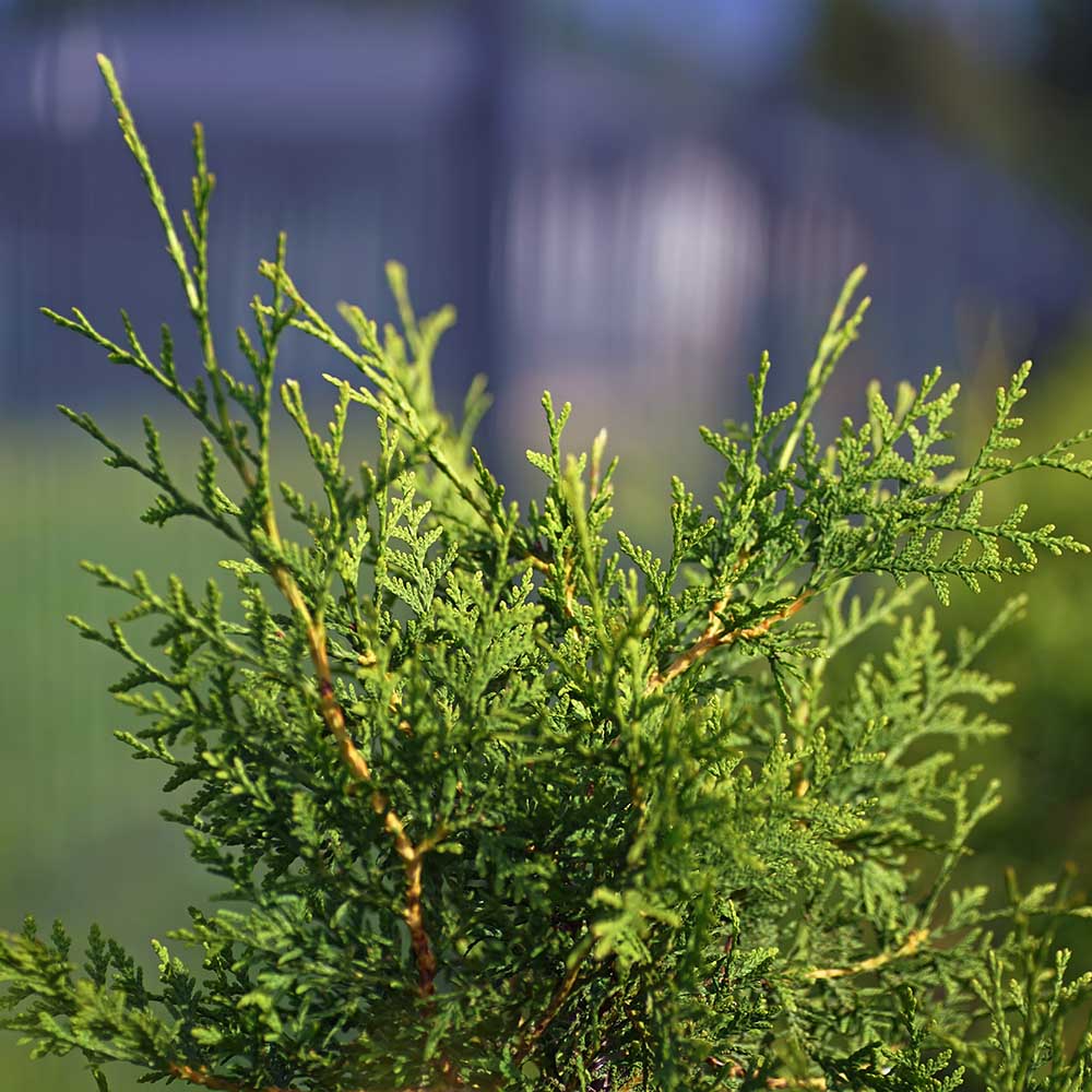 8025e6c8e18bc459689f02cd2e96898b