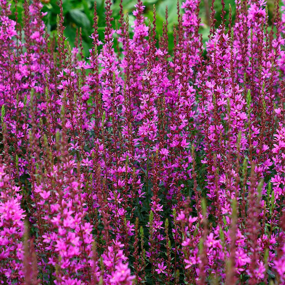 b4a7b3ee007f5409f7134ac5cb785ed1