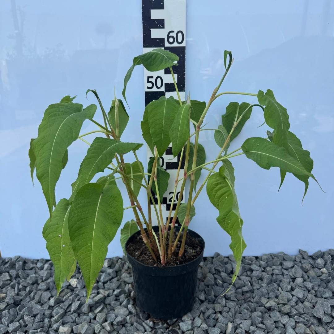 2d92c33e8760d61fe5497e9452edd5d6