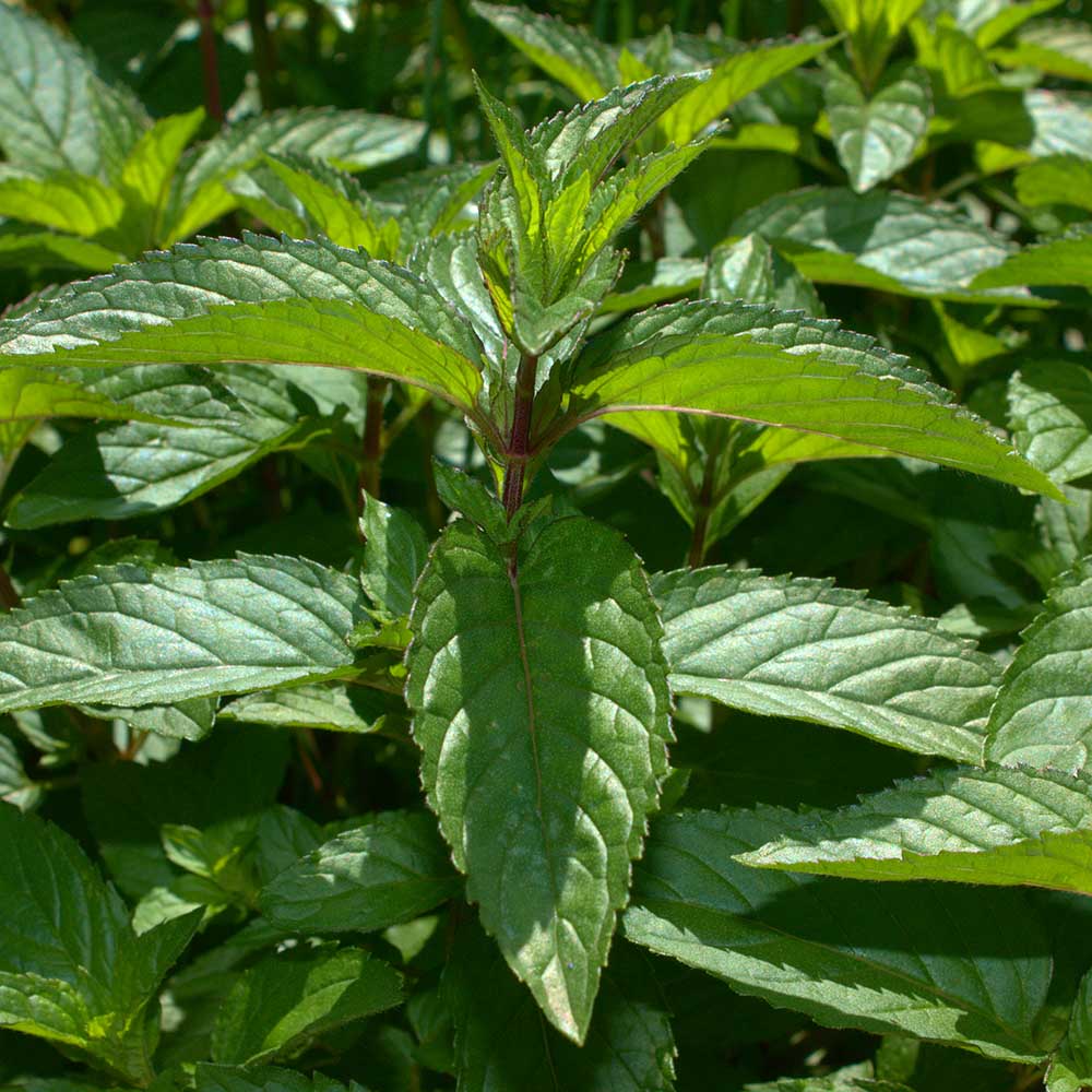 d75a789265af840b9e04721911846f2b