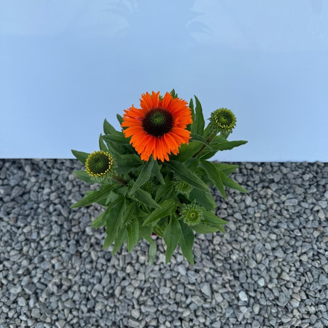 9a7a53c5a97b40540b0fab1e40ac5b4e