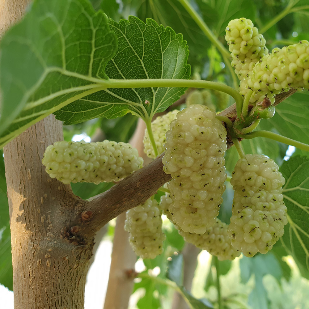 1192e0fdb10a3d4c24d265779c2f3679