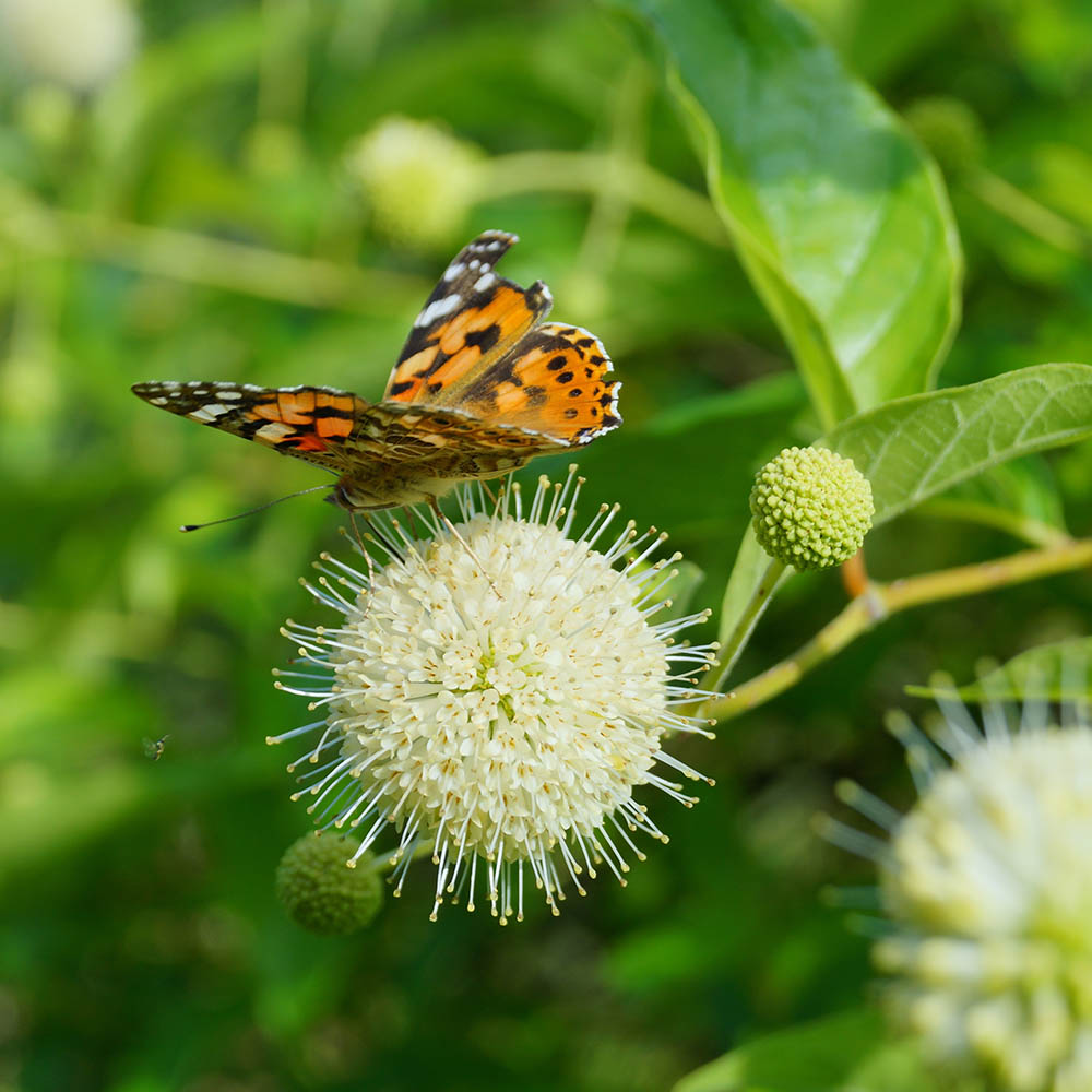 9cebcf0fb49c7d98b9bc4ad32f2bc771