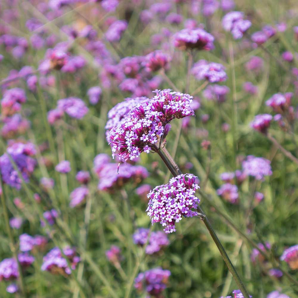 62c274c8c2bc7a82c70a4680d4057620