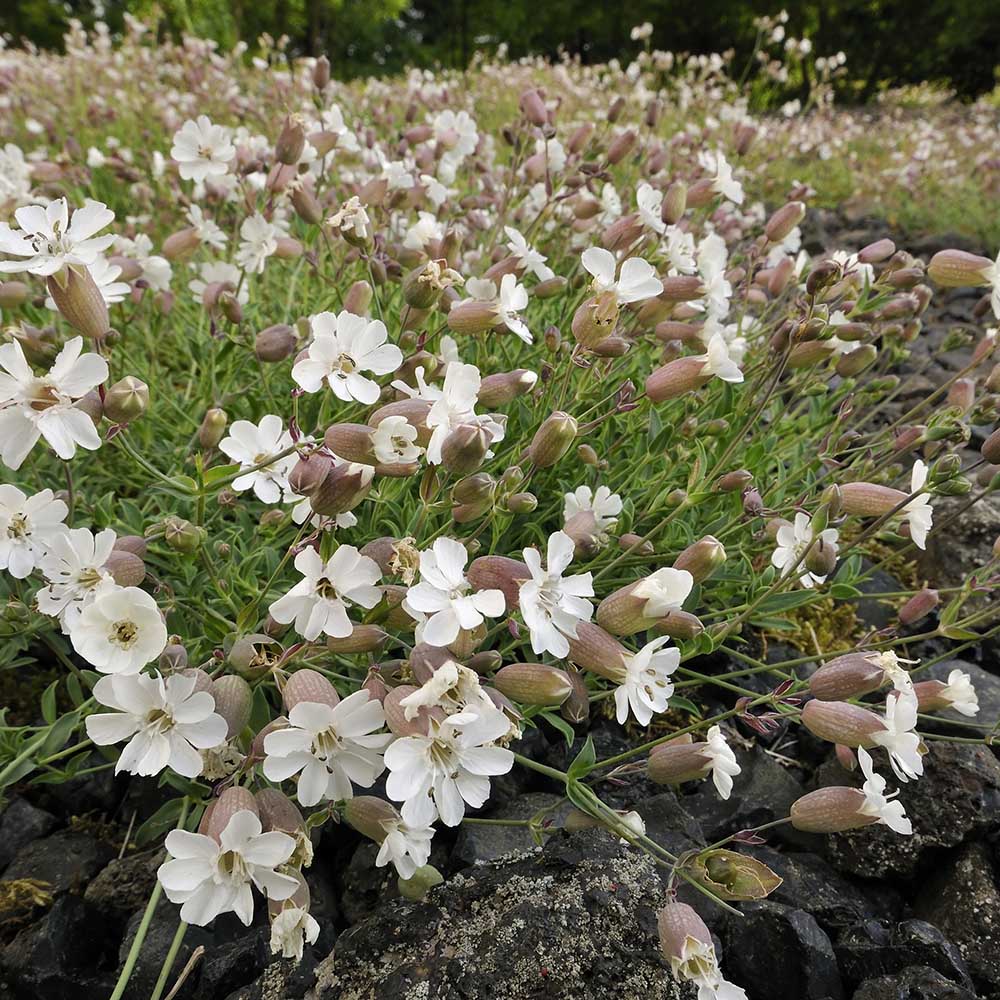 8bdae6282317caf6ee358b9a717320ff