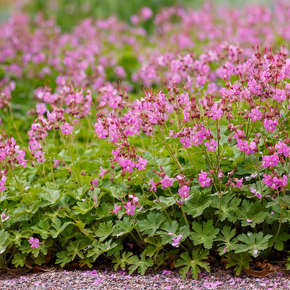 494014864ce74d1e844edd162fa49dae