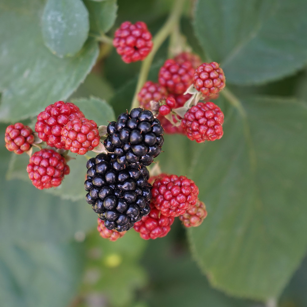 15f3d438a4038c6afdf2c6860db9a3ec