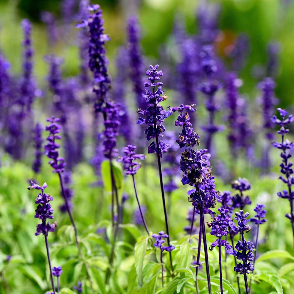 c59e31b5990f5858cc8e9ac9f6d300a1