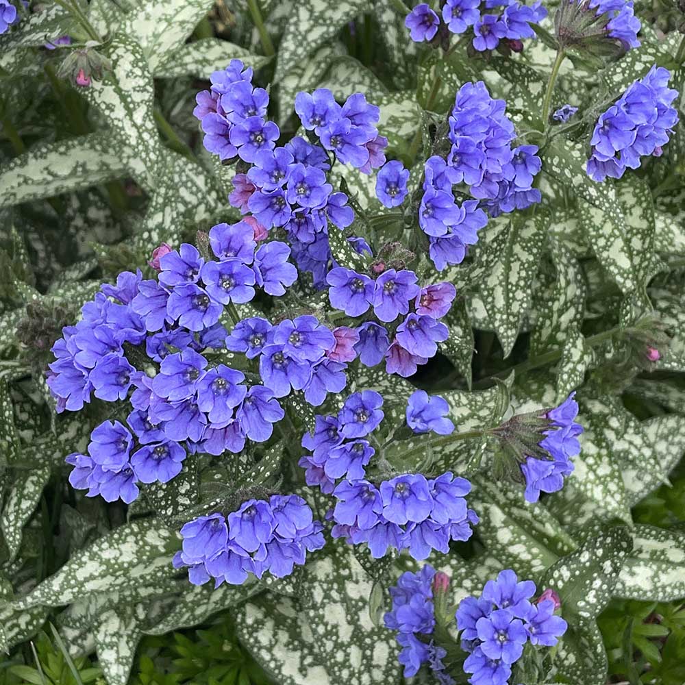 11303d18d88d4cda51607a8182c3cc81