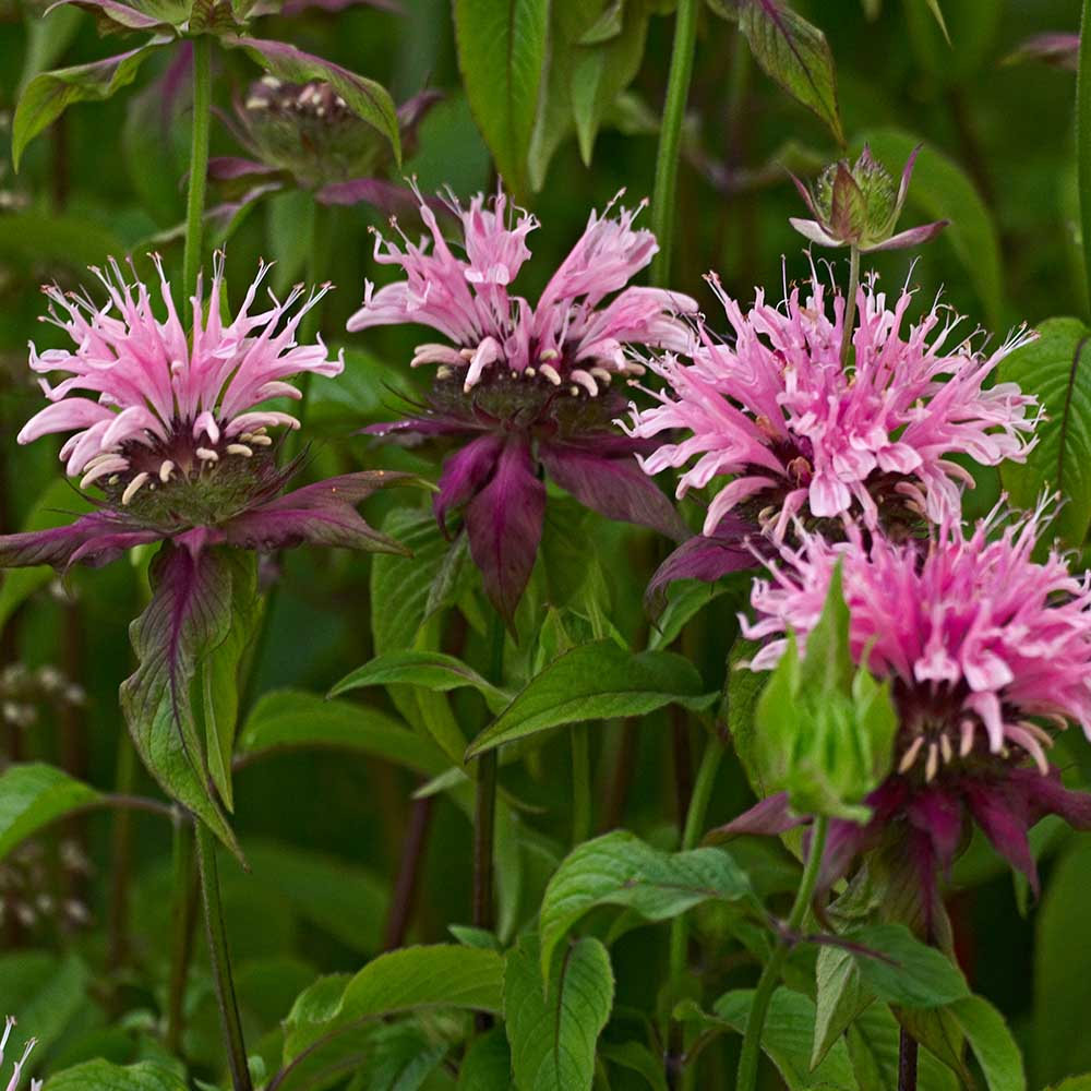 357ae3981a61023bb9264420b00a992b