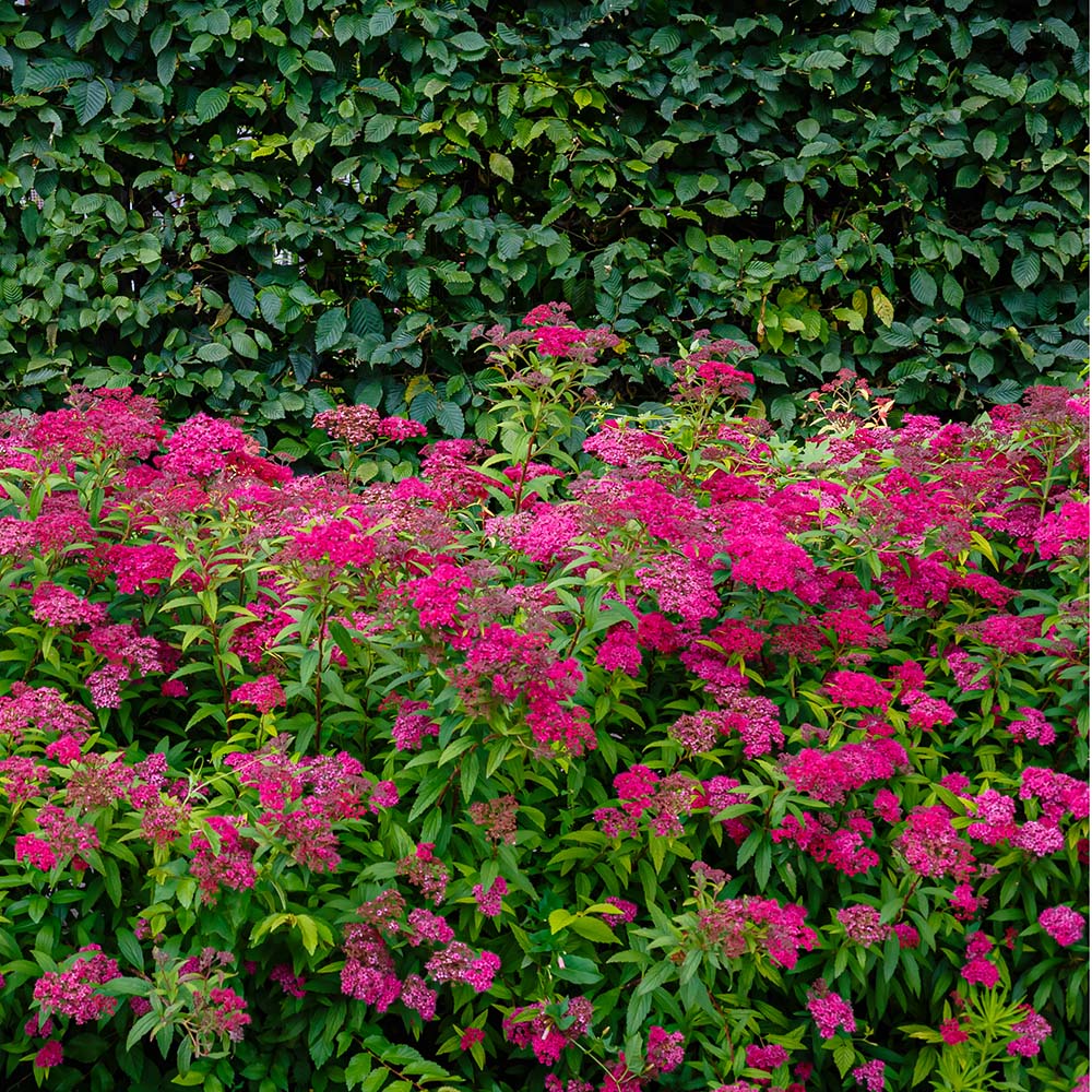 833f72cca0852dc6ff47607e3d4c0006