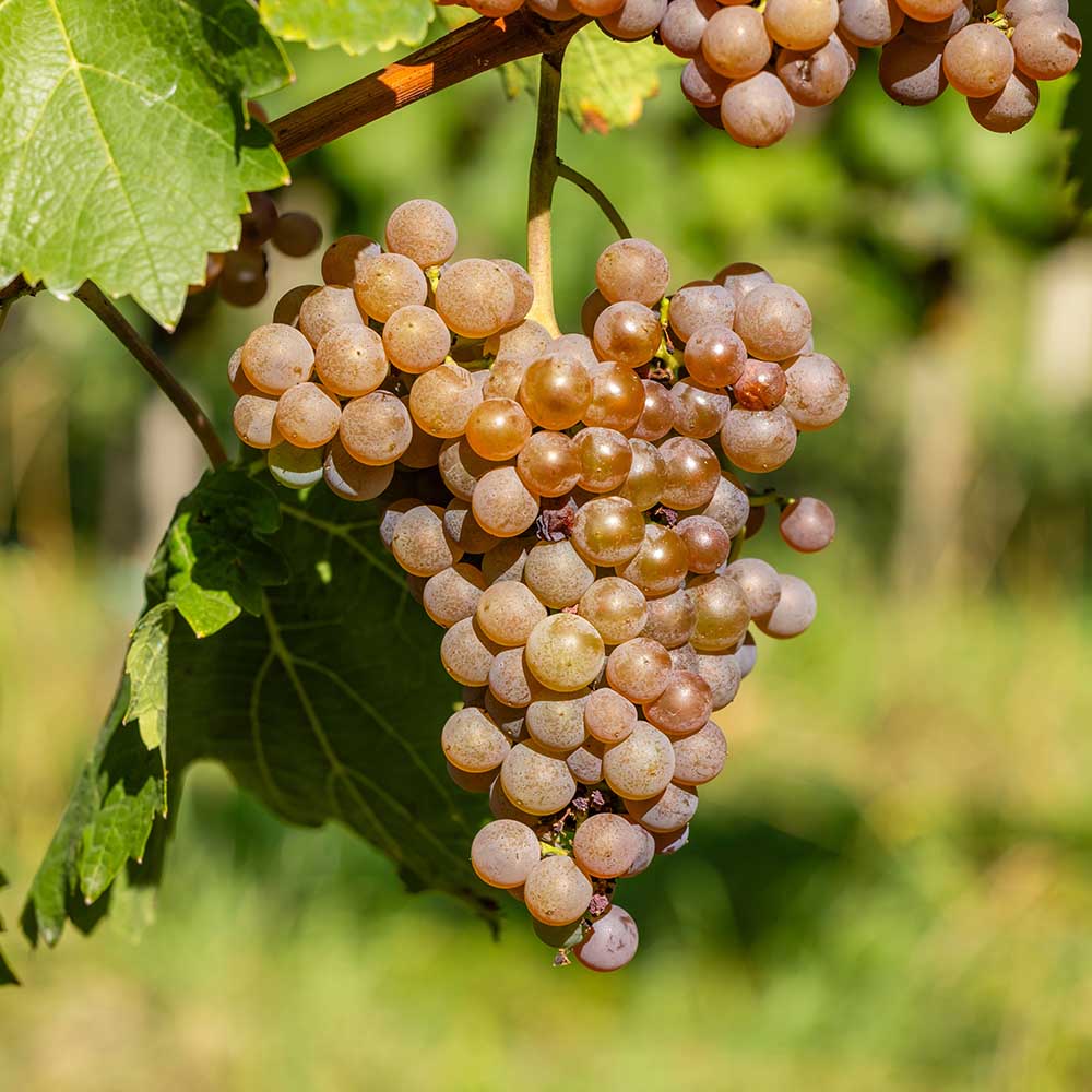 9cf515865f70777e5e816a9e4bb6b7db