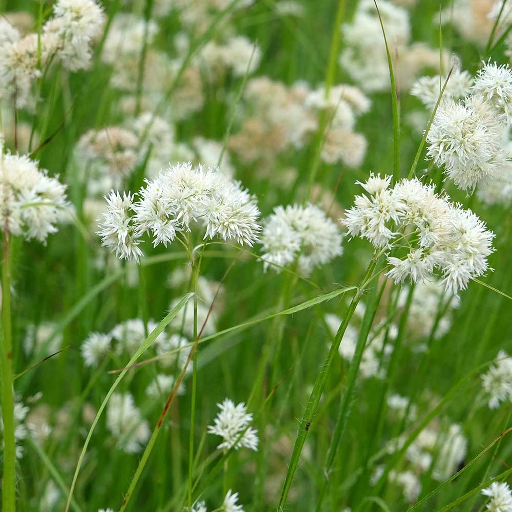 51841cc603f614ee80c2cadc097c120d