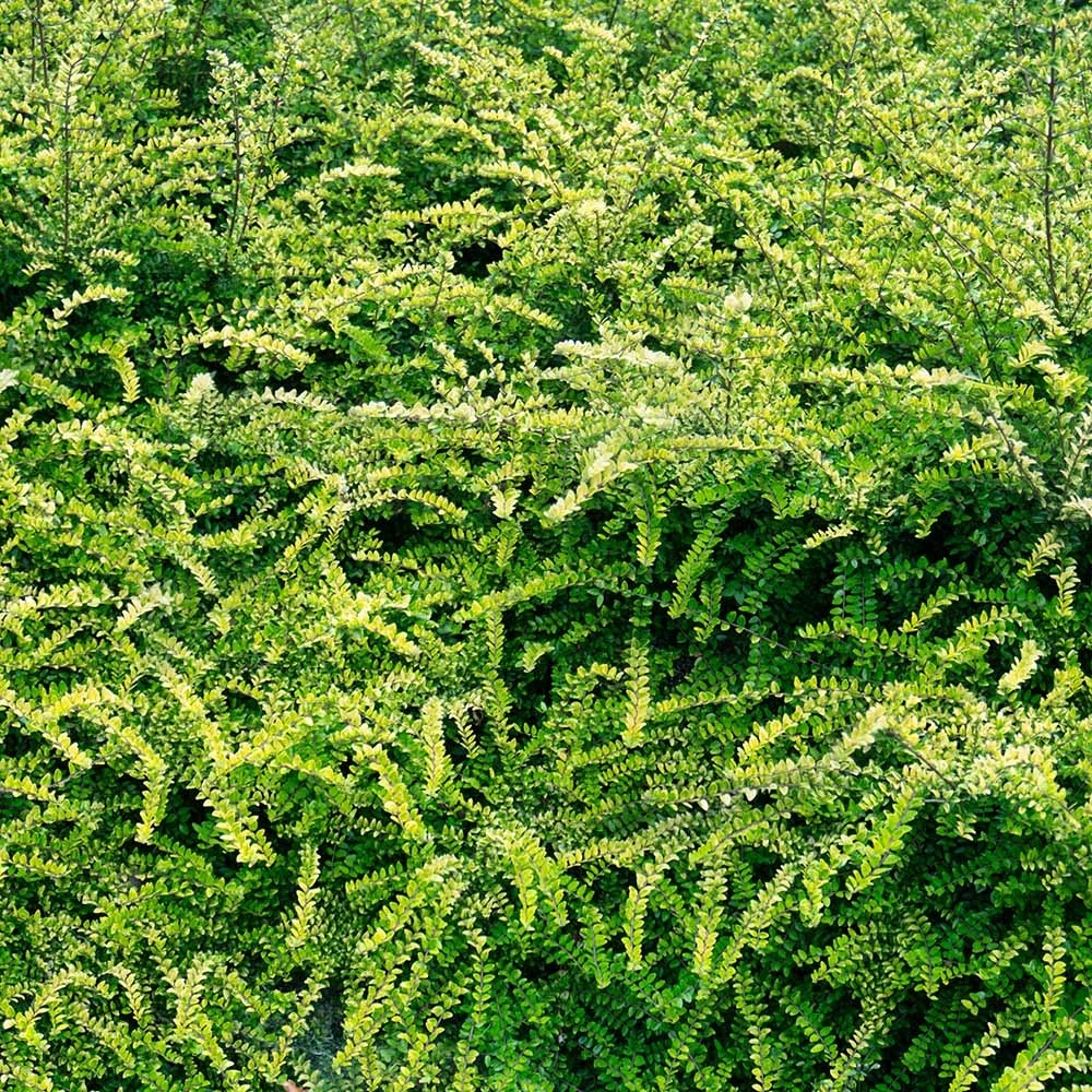 3ce161d47d0807d2b330d358adf35018