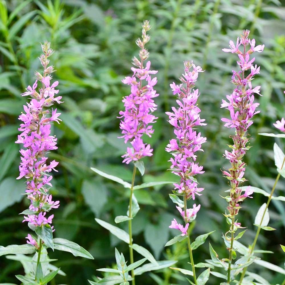 3c95773f165419031c5c04ec96396e57