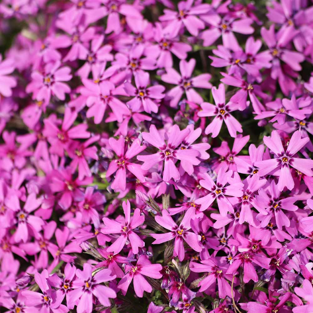 13315f83520f5c287e3b84e85204e6e2