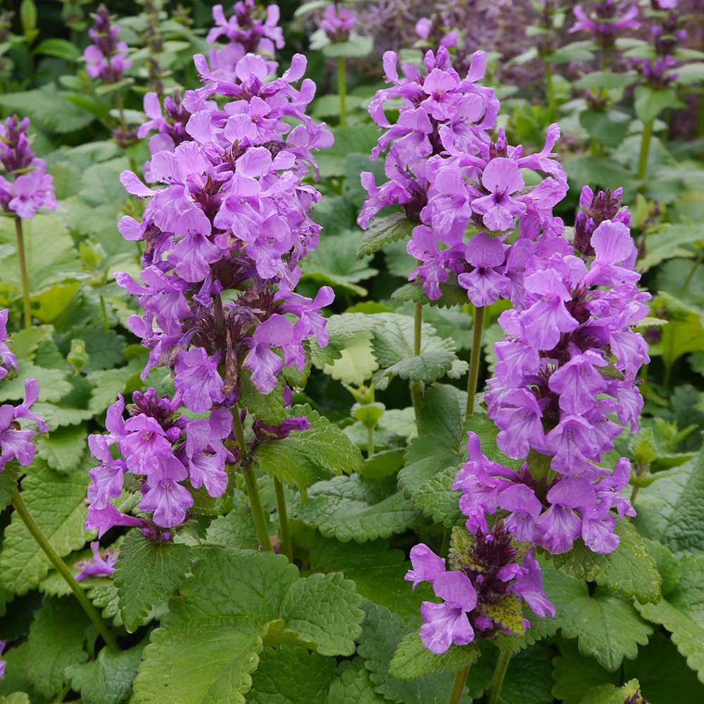 6ae3b2e80e1859b05c2201ab998d9002