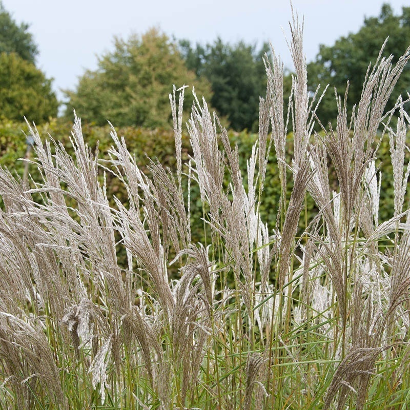 9f455726927f99c8f9c358e4b88be964