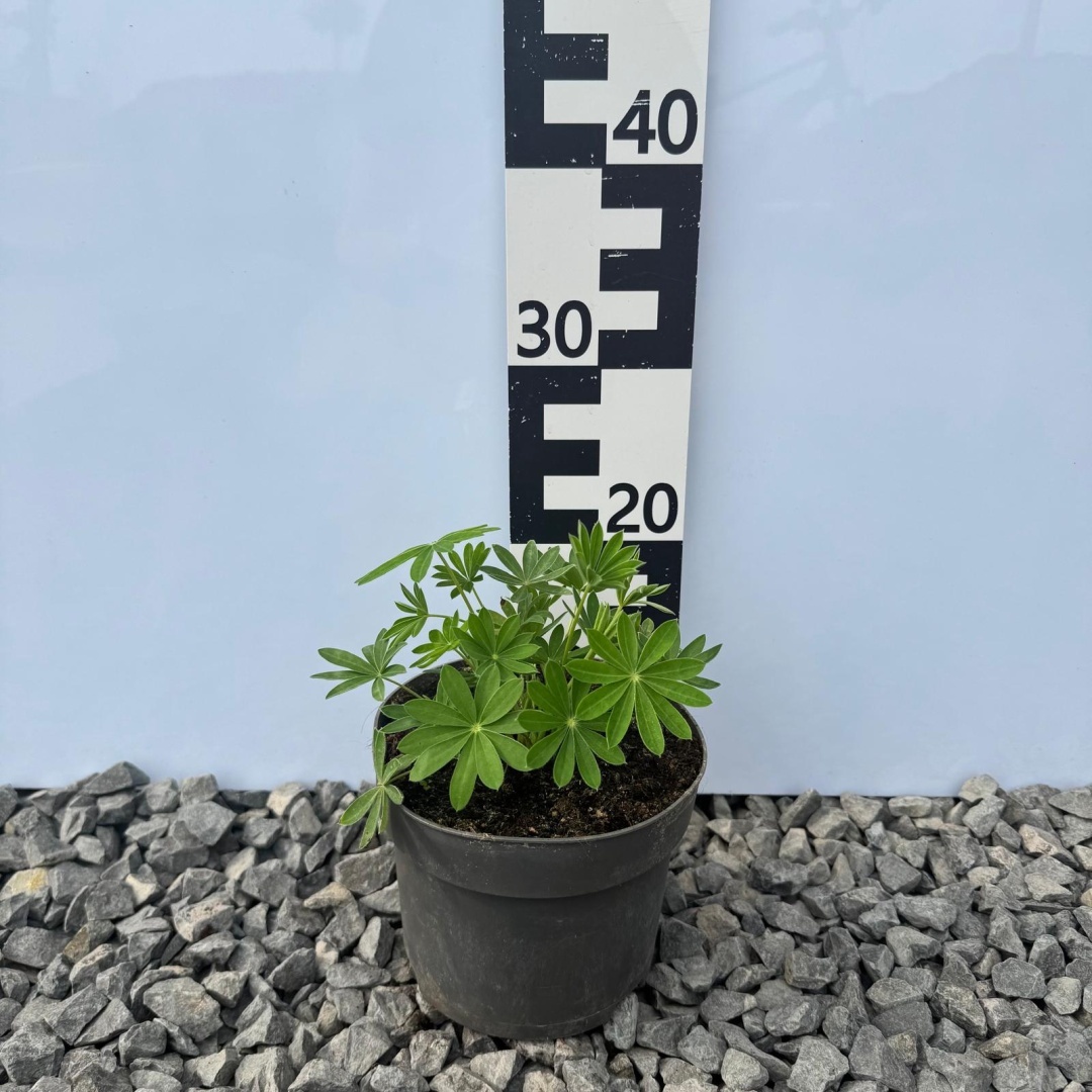 603a1c7aec18463ebbc338e33fb29c5a