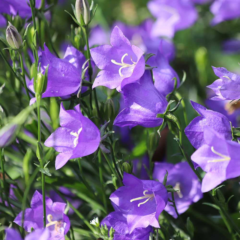 f86cee4efce5377c04a0bb8597a4ecc1