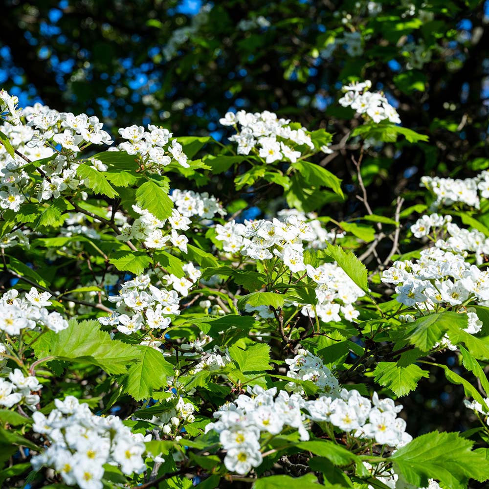 0afc39486cc53b69325b45d9f3ddb8db